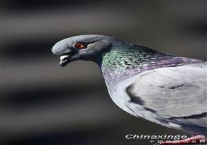 �����ɡ�һ�����緭ɽ �������������