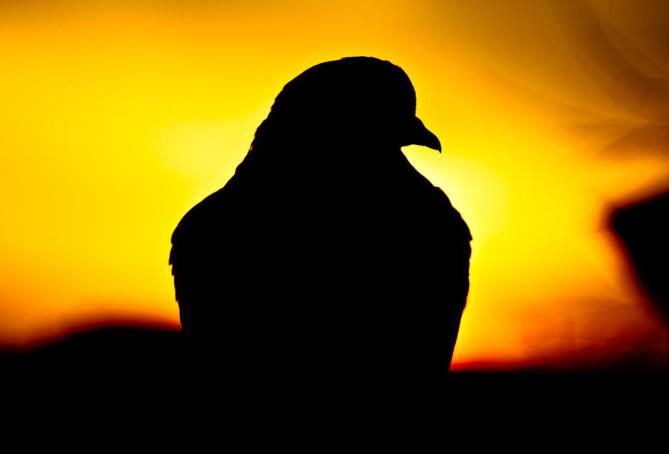 ���GPS��λ��Ӱ��鳲��