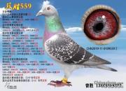 ÿ��һ�룺��ָ����ţ�ĸ��ӡ�˫ʤ559��