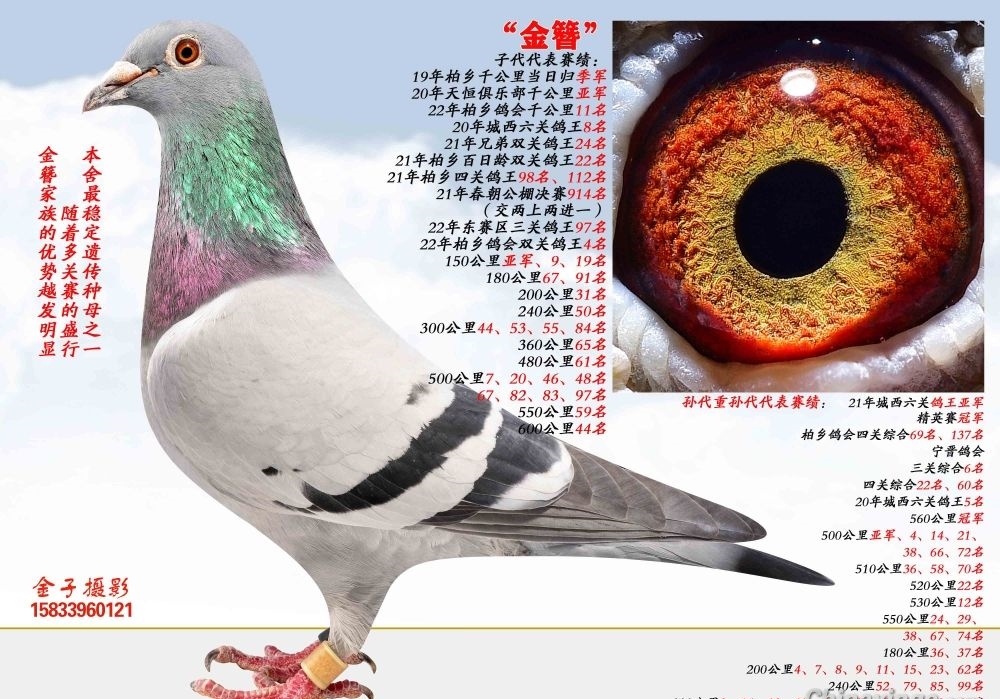 ������ĸ�������� ��������������