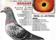 ���Ļ���ղɭ ������78���ھ�