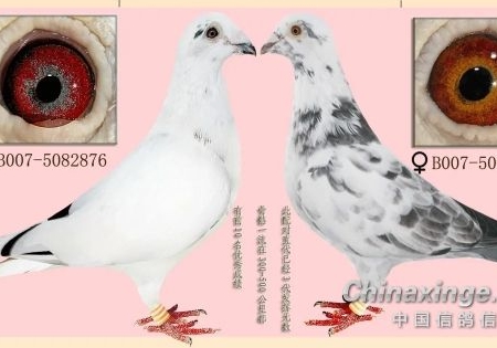 15�Ծ���ƽ���� �ж�������Է���