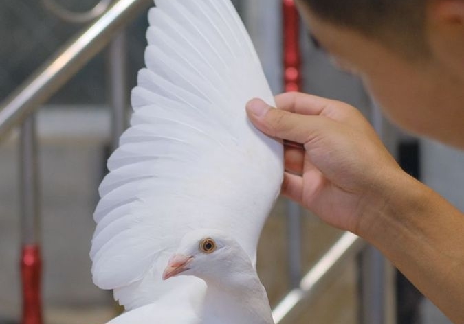 ������Ҫ��