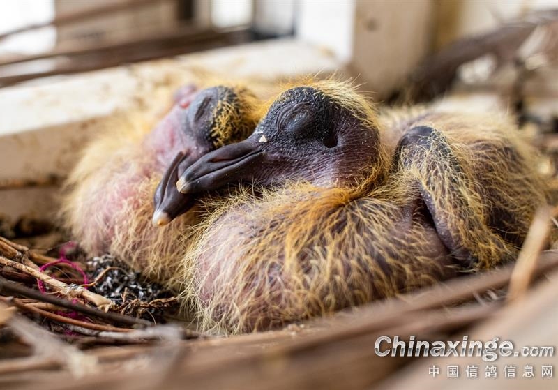 ��Ʒϵ������