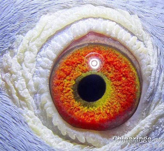 ���ۣ��γ����Һż��롱���𱳺� �ٻ���ŵĴ���