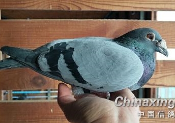 ��ϲ���Ķ�����죿