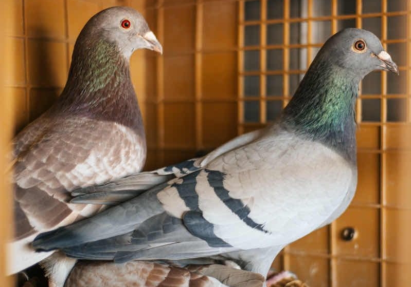 �йػ�Ѫ������