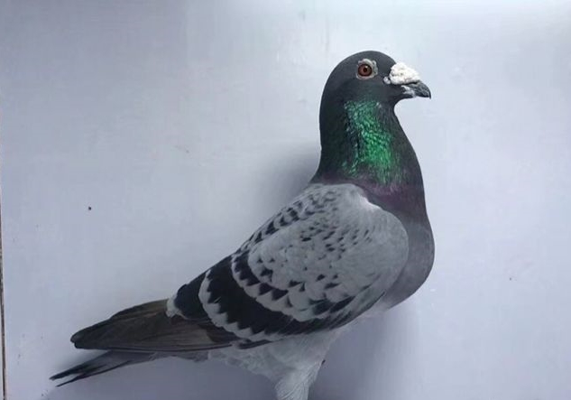 �Ӵ���ƽ��������� �Ƶ��ϻƽ�����ô��