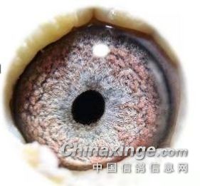 ����ɰ�Ŵ��Ƿ�λ��