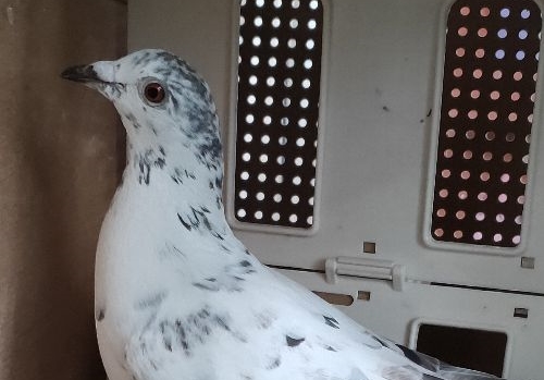 ����ɱ��һ���� Ӯ����������