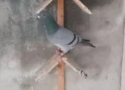 �ɶ�700����÷� ����ȫ������31��