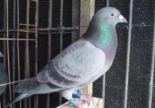 ��н�����ˣ��壩�������С�� Լս������