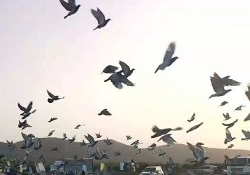 �������·ɻصĸ����֣�