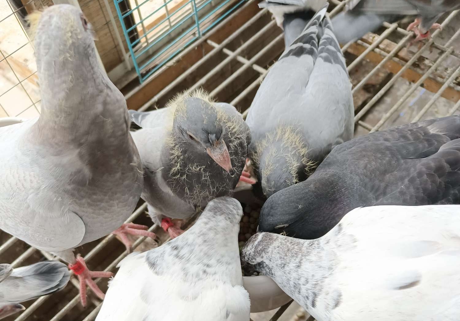 ������Ⱥ��������ǿ���������׸룡