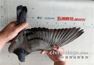 ��������������̨�崺��15800������ھ�����