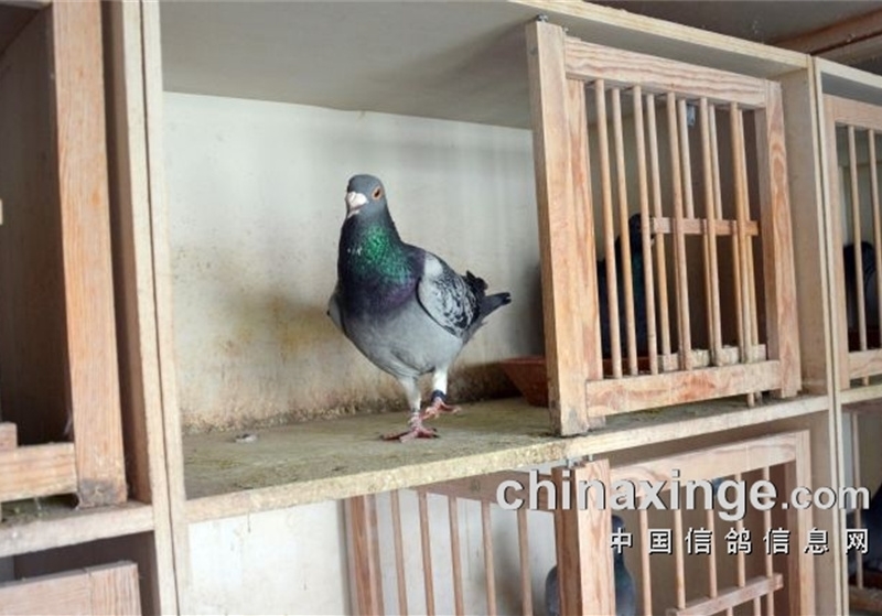 ���ۣ������ո��� ����֮�����Ӧ�ԣ�