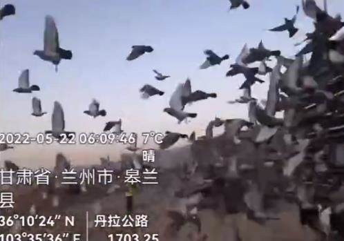 从黄河到长江 重庆鸽会700、800公里国家赛扬帆起航！