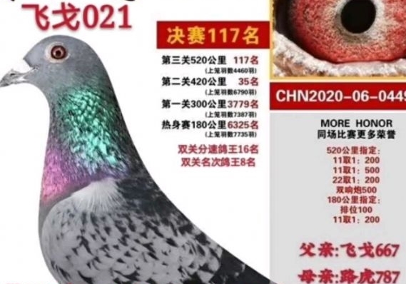 2022年赛鸽繁殖流水账（二）