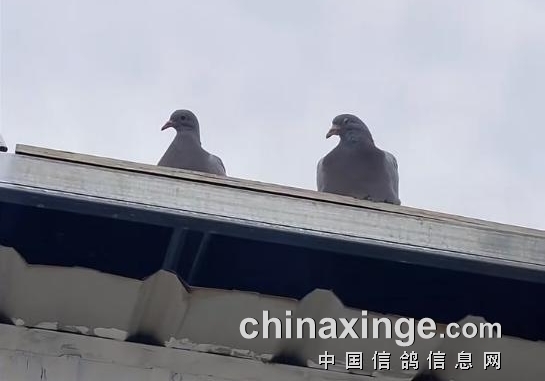 ��������2�������л�԰�����߳���