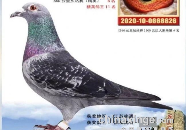 ˭�Ը������˺��֣�8�𰺹�������뱻��