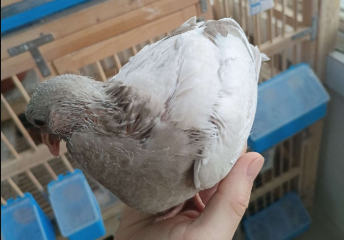 ��С�׻����ɱ���գ�¶��®ɽ����Ŀ