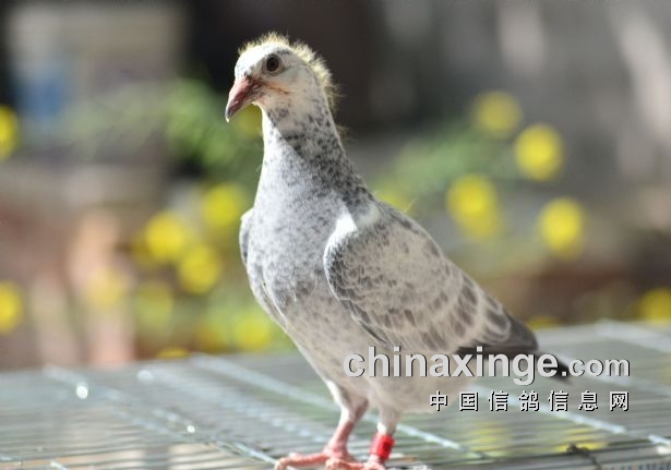 �������ټ���