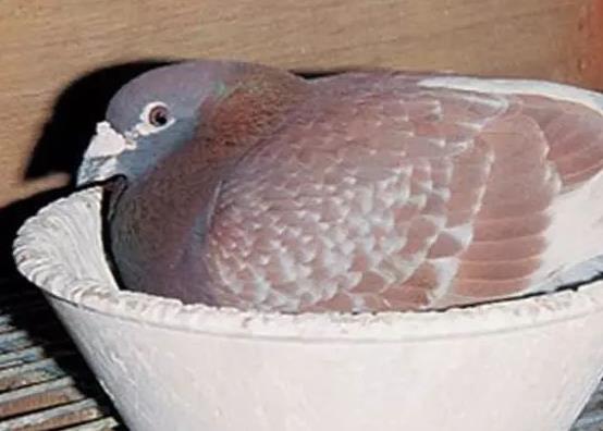 ��Һ����ɫҲ����������