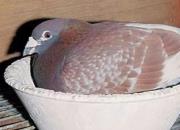 ��Һ����ɫҲ����������