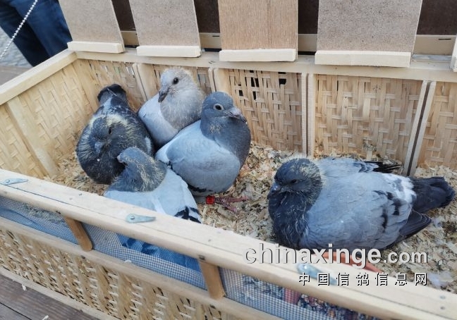 ����Ѫ�����٣��ϣ���һ�������ָ뱻��