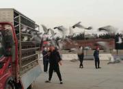����С��Իͱ������ظ߷��ٸ߹鳲��