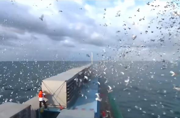 台湾南海夏季海翔启动 7.5万羽打响资格赛