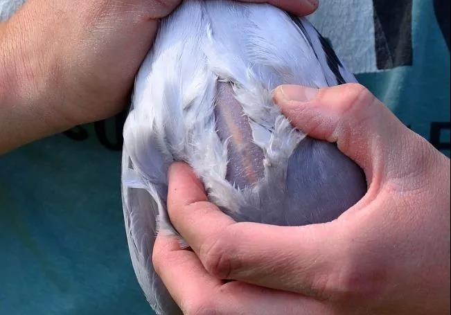 ������ ѡ������