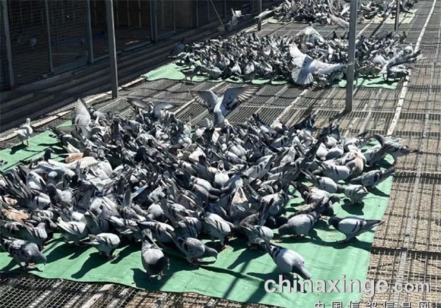秋赛预备号吹响 北京11家公棚收鸽超8万羽