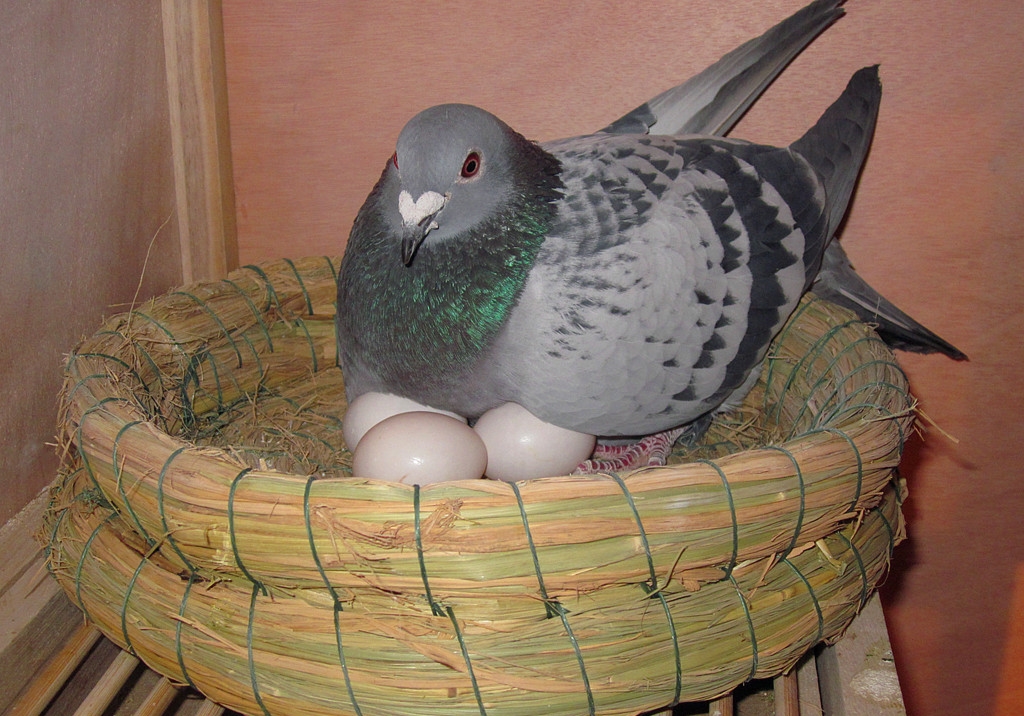 ���������к����ף�