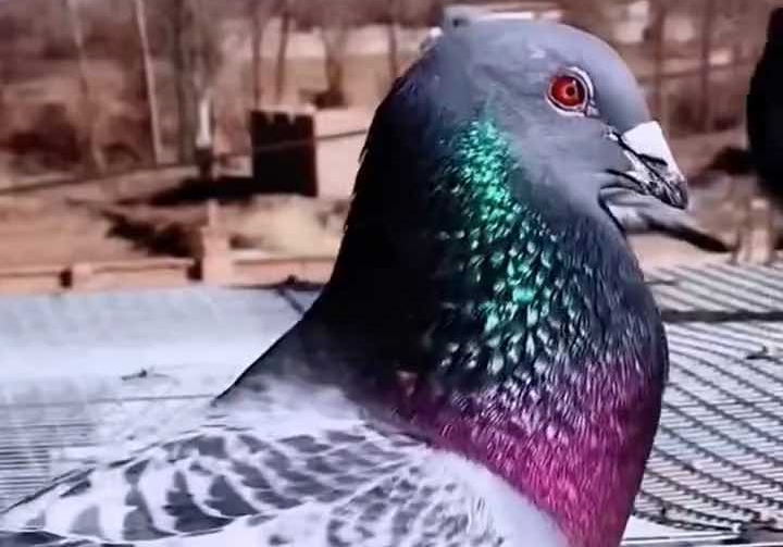 ˵˵���������