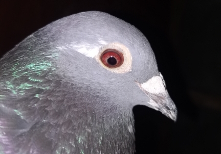 ���ۣ��ø��к��� �к��۲�һ���Ǻø룿