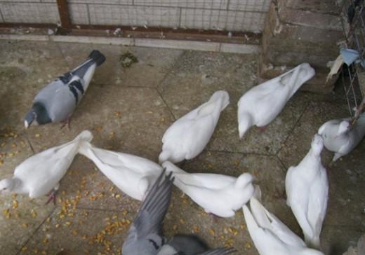 ��̭�������ѡ��