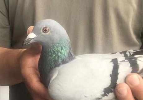 ���պ��������������봫��