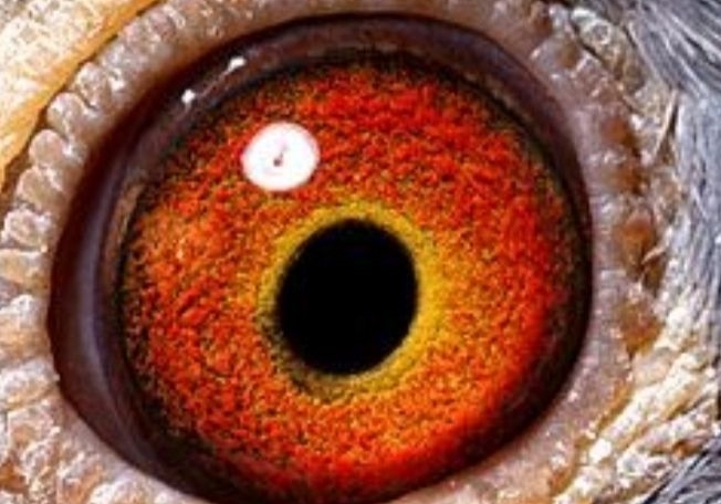 �������ھ����� ������