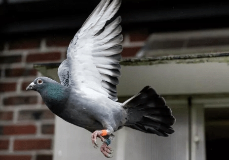 ������һƬ�ھ�����ë