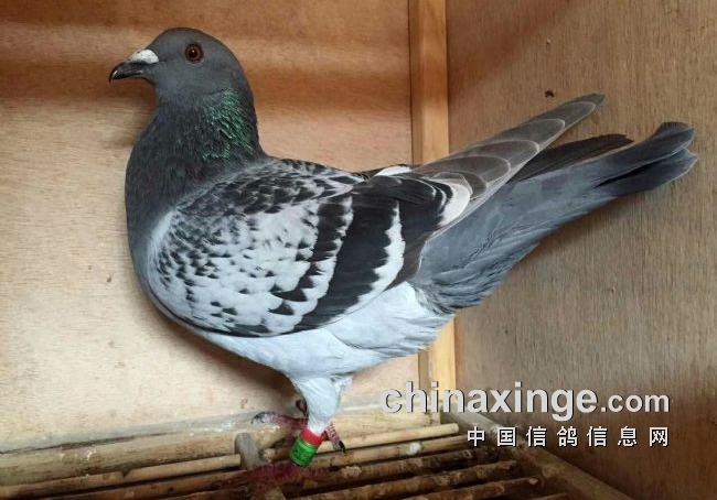 �г���ѵ������