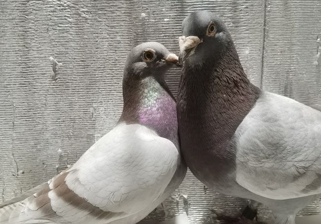 �ø����������������� �������ģ� 
