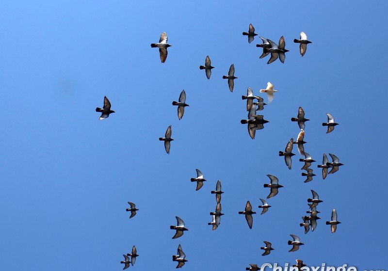 ��ĸ��Ӽҷ������Σ�