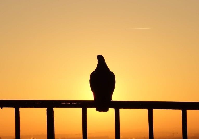 ��÷��ĸ�֣�