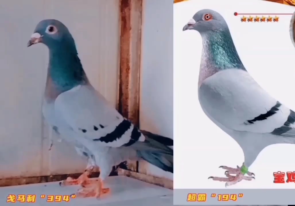 ���ָ�����������