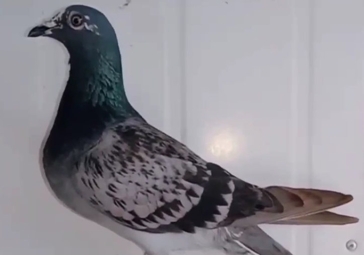 320ʧ��443���ع� ��ǰλ������