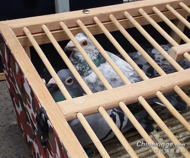 ������Ե��Ǹ��ӵ�ʲô����