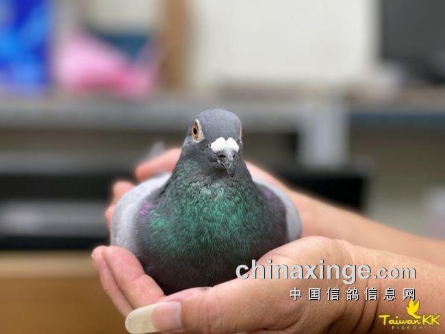 台湾南海七万羽夏赛 五家鸽王冠军鉴赏