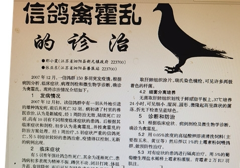 禽霍乱  一种令鸽子快速病亡的非常见传染病