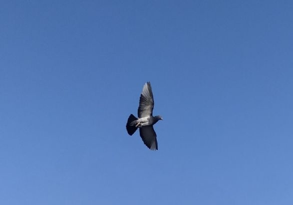 �ŵ�Խ��Խ���׹鳲��